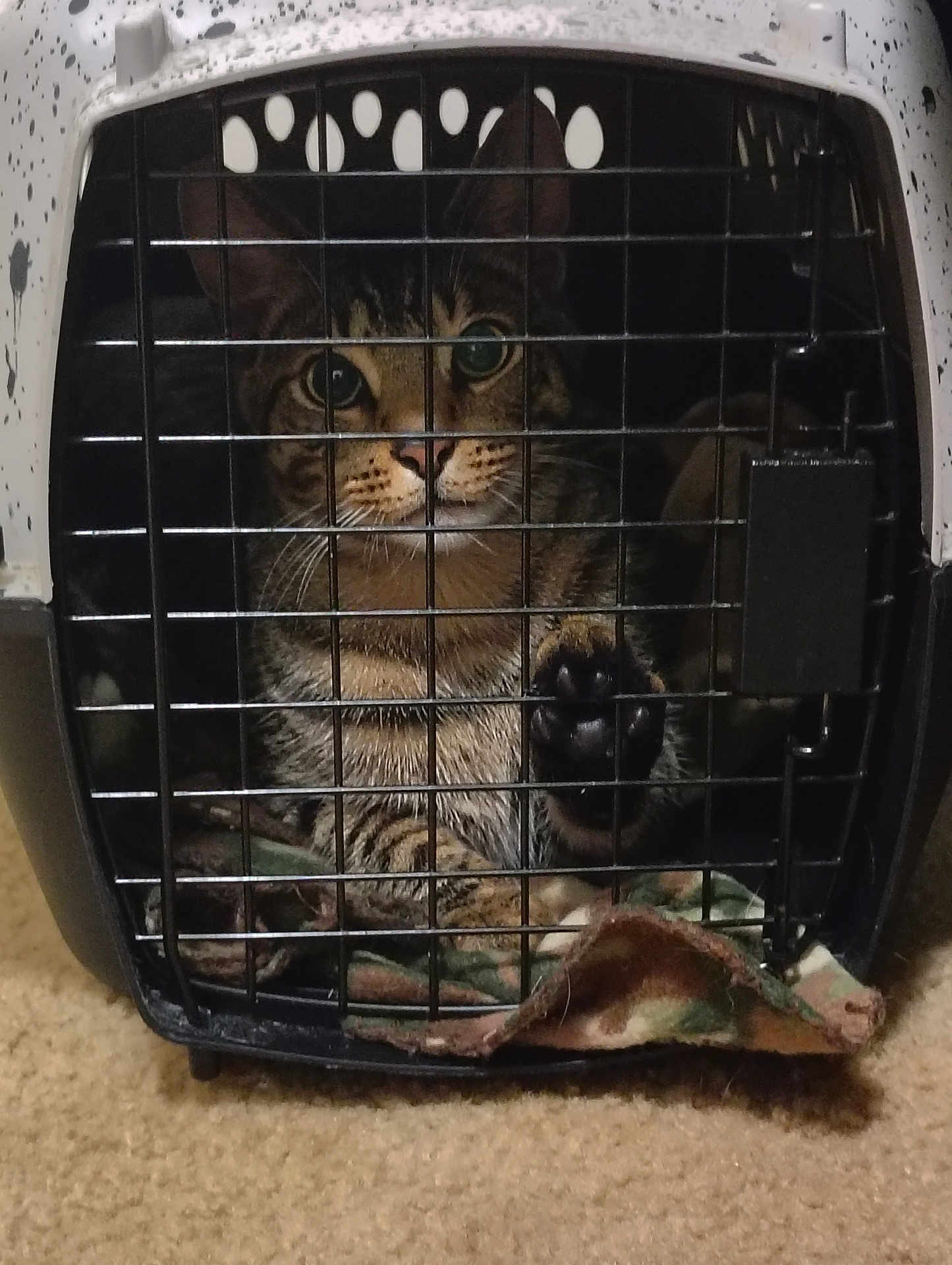 Tigger