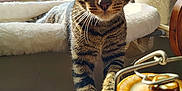 Tigger joined the competition — help win amazing prizes! cat, tabby, paw, claws, curious, window, sunlight, ceramic_jar, indoor, pet, feline, whiskers, ears, fur, striped, table, home, animal, close_up, daylight