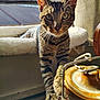 cat, tabby, paw, claws, curious, window, sunlight, ceramic_jar, indoor, pet, feline, whiskers, ears, fur, striped, table, home, animal, close_up, daylight
