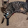 Tigger is registered to the contest to win money with this photo: cat, tabby_cat, pet, animal, indoor, carpet, toy, lightsaber, feline, claw, paw, striped, cute, playful, resting, looking, alert, domestic, fur, whiskers