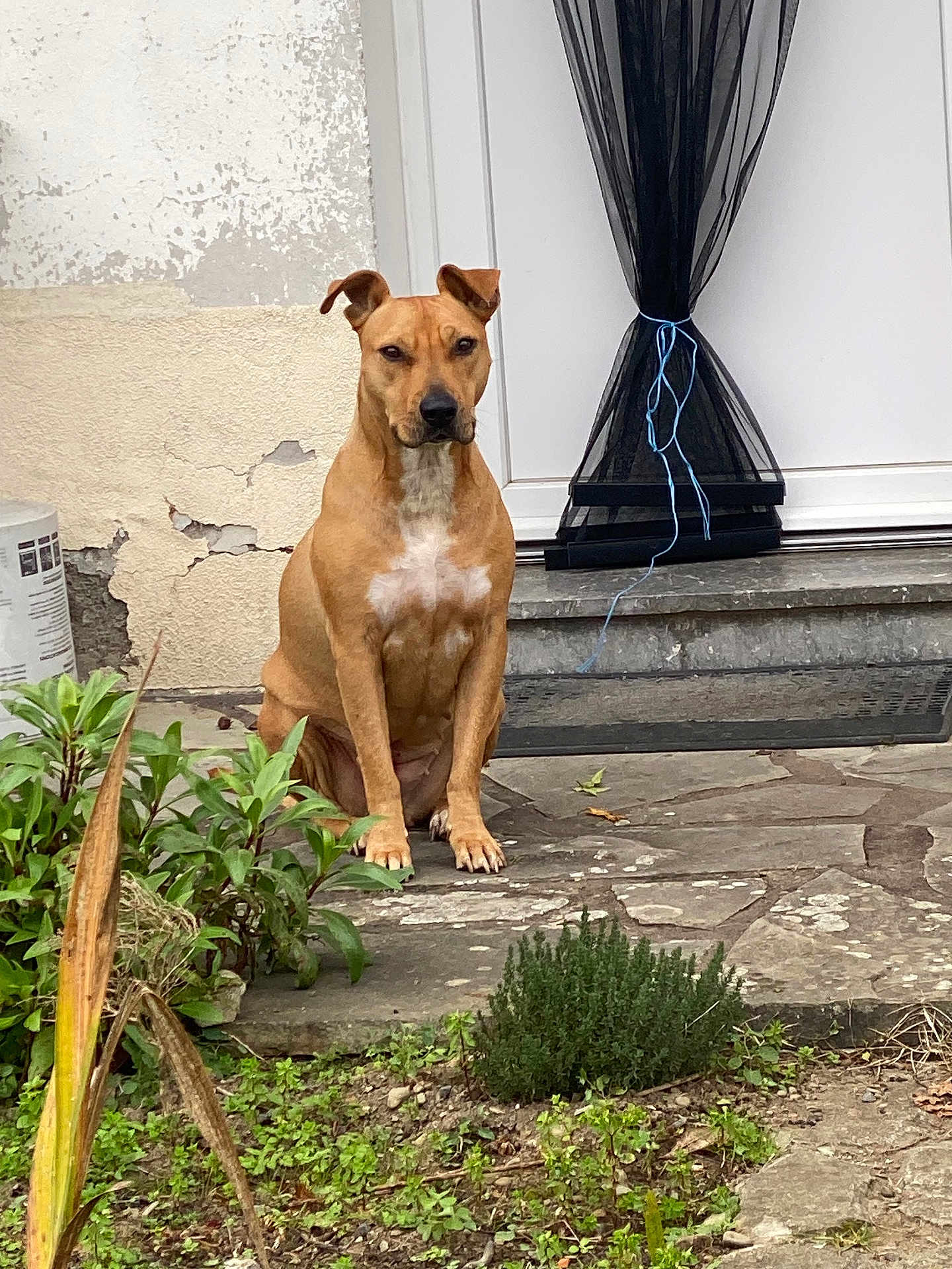 Athika a rejoint le concours — aidez-le/la à gagner de superbes lots ! dog, brown_dog, sitting, outdoor, garden, plants, stone_patio, white_door, black_curtain, greenery, pet, canine, animal, fur, ears, face, nature, yard, house, plants_and_flowers