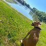 Athika a rejoint le concours — aidez-le/la à gagner de superbes lots ! dog, grass, river, water, boat, sunny, outdoor, pet, canine, nature, blue_sky, collar, tongue_out, sitting, greenery, daytime, trees, relaxing, park, sunlight