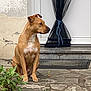 dog, tan_dog, white_patch, sitting, stone_patio, door, black_curtain, blue_string, plant, greenery, outdoor, wall, texture, pet, animal, calm, attentive, side_view, front_door, nature