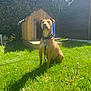 dog, grass, doghouse, sunlight, shadow, leaves, hedge, outdoor, pet, collar, wood, nature, greenery, fence, garden, daylight, canine, animal, leash, backyard