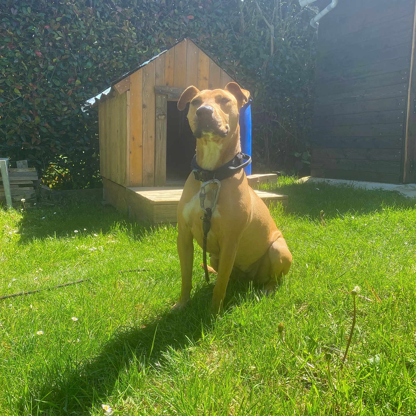 Athika a rejoint le concours — aidez-le/la à gagner de superbes lots ! animal, backyard, canine, collar, daylight, dog, doghouse, fence, garden, grass, greenery, hedge, leash, leaves, nature, outdoor, pet, shadow, sunlight, wood