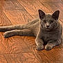 cat, gray_cat, wooden_floor, pet, animal, feline, indoor, relaxed, lying_down, fur, whiskers, ears, paws, cute, domestic_animal, mammal, alert, resting, home, companion