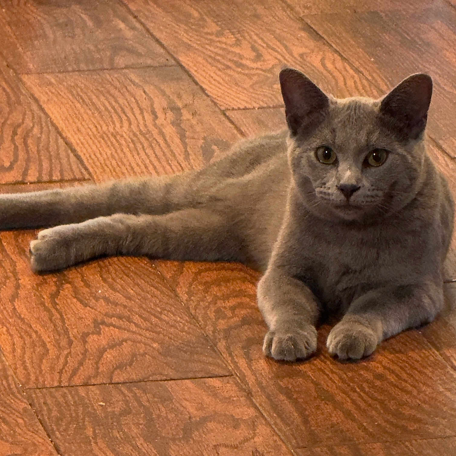 Shadow is registered to the contest to win money with this photo: alert, animal, cat, companion, cute, domestic_animal, ears, feline, fur, gray_cat, home, indoor, lying_down, mammal, paws, pet, relaxed, resting, whiskers, wooden_floor