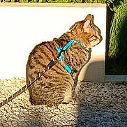 Moustick a rejoint le concours — aidez-le/la à gagner de superbes lots ! animal, calm, cat, daylight, feline, fur, greenery, harness, leash, nature, outdoor, pet, profile_view, quiet, shadow, sitting, stone_ground, sunlight, tabby, wall
