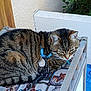 animal, bench, cat, closeup, collar, cushion, daylight, feline, fur, leash, outdoor, pattern, pet, plant, relaxing, resting, striped, tabby, wall, wood