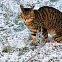 Moustick a rejoint le concours — aidez-le/la à gagner de superbes lots ! animal, cat, closeup, cold, curious, daylight, domestic_animal, feline, grass, harness, leash, mammal, nature, outdoor, pet, snow, striped, tabby, walking, winter