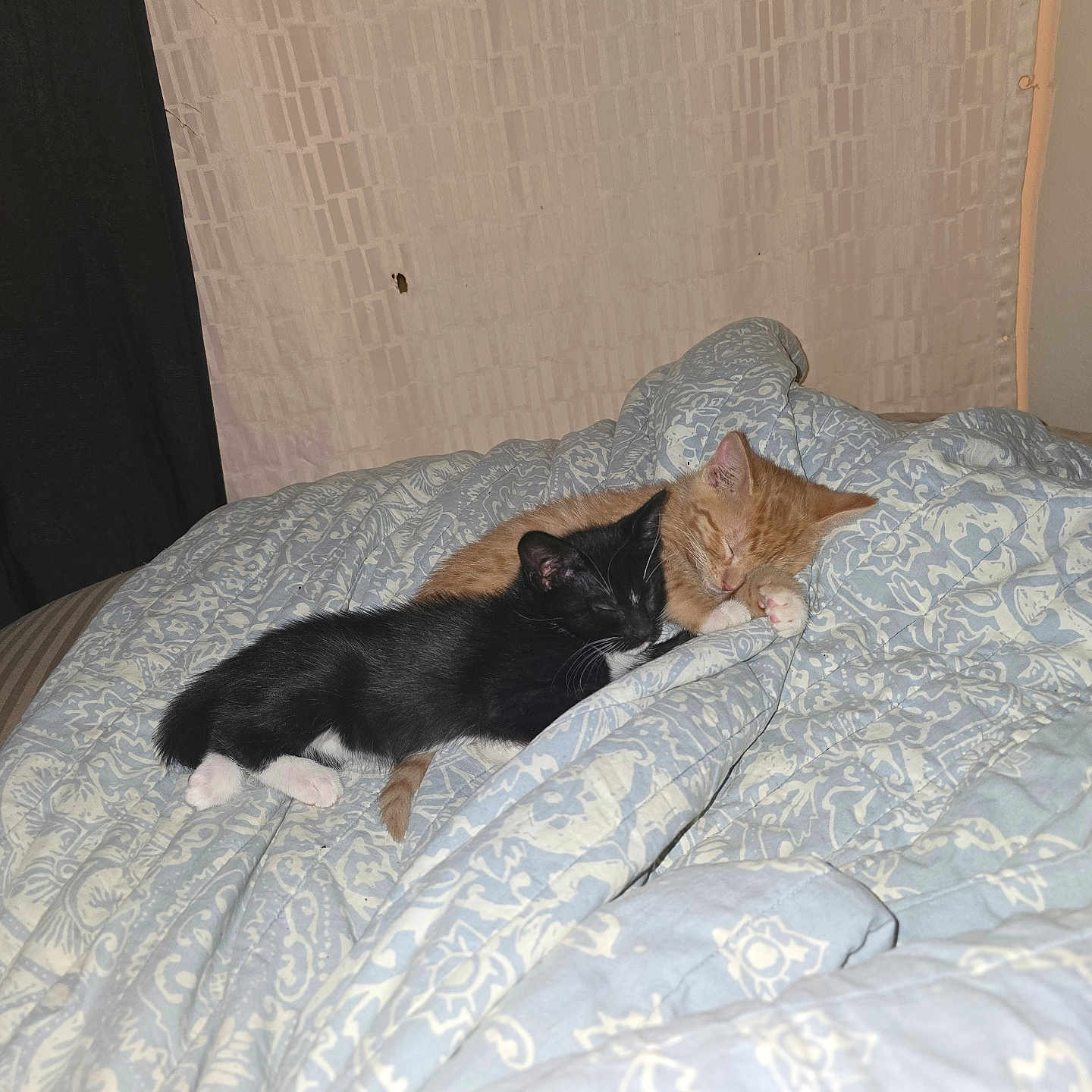 Milo is registered to the contest to win money with this photo: animal, bed, black_cat, blanket, cat, comfort, cozy, cute, domestic_animal, fur, indoor, kitten, orange_cat, peaceful, pets, resting, sleeping, snuggling, soft, two_animals