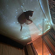 Milo is registered to the contest to win money with this photo: animal, cat, ceiling, cozy, curtains, dark, indoor, lights, mysterious, night, pet, room, shadow, shadow_play, silhouette, stars, surreal, twinkling_lights, warm_lighting, window