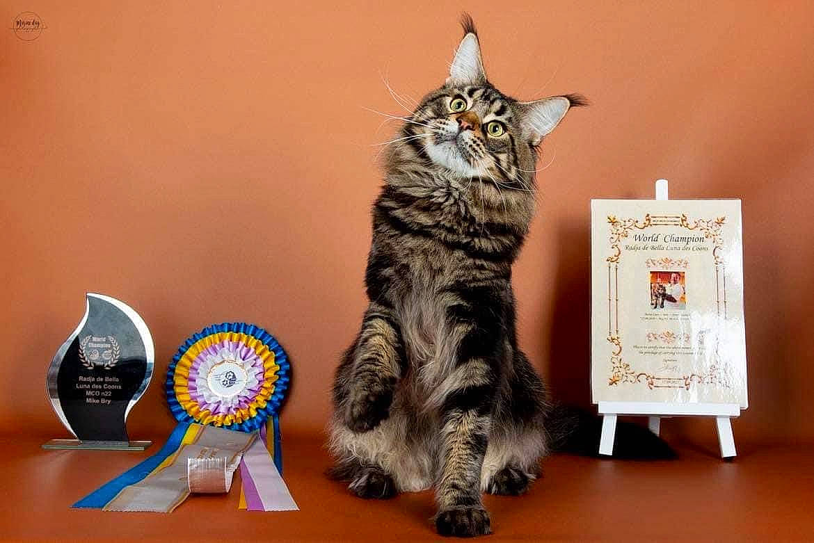 Radja a rejoint le concours — aidez-le/la à gagner de superbes lots ! art, box, carnivore, cat, domestic_short_haired_cat, felidae, fur, paper, paper_product, paw, publication, room, small_to_medium_sized_cats, snout, tail, terrestrial_animal, toy, whiskers