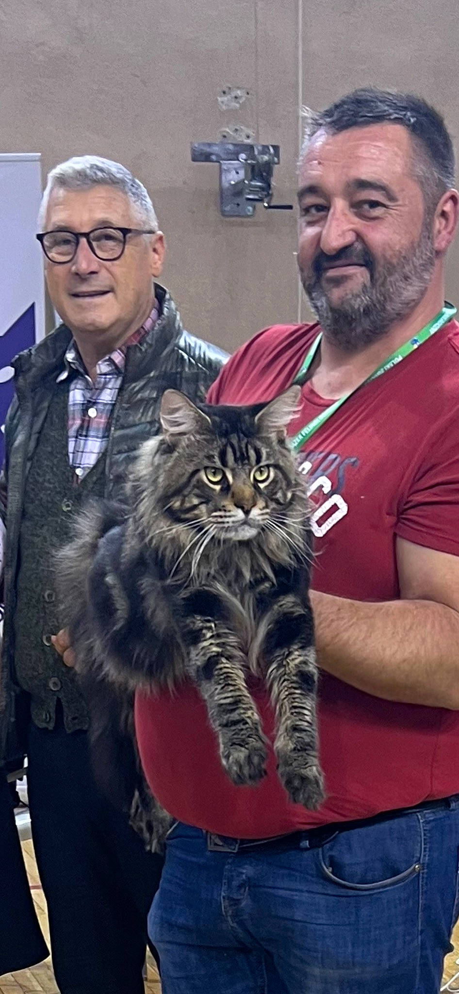 Radja participe au concours pour gagner de l'argent avec cette photo : beard, big_cats, carnivore, cat, clothing, domestic_short_haired_cat, event, eyewear, felidae, fur, head, mammal, organ, small_to_medium_sized_cats, smile, snout, t_shirt, terrestrial_animal, vertebrate, whiskers