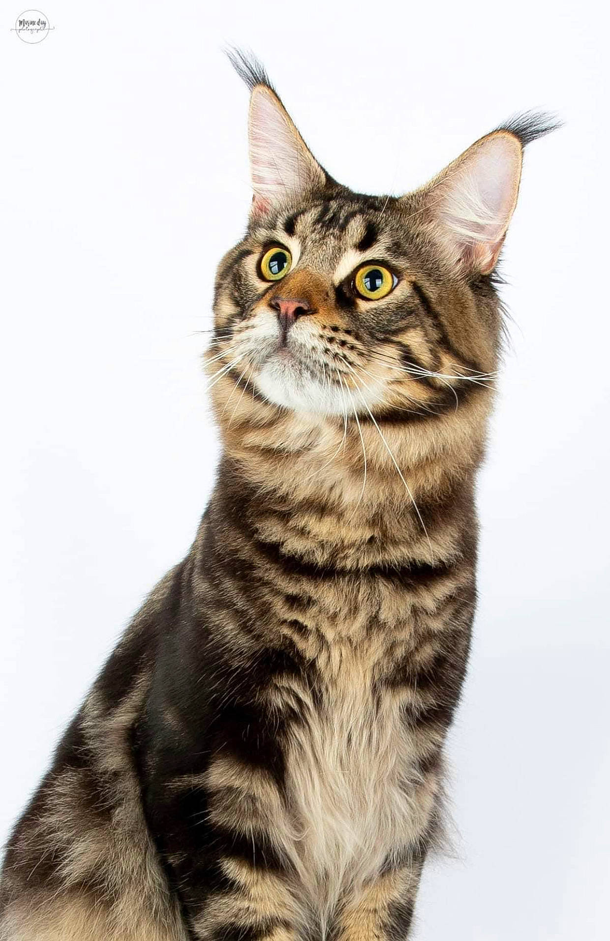 Radja a rejoint le concours — aidez-le/la à gagner de superbes lots ! art, carnivore, cat, domestic_short_haired_cat, felidae, fur, lynx, paw, small_to_medium_sized_cats, snout, tail, terrestrial_animal, whiskers, wildlife