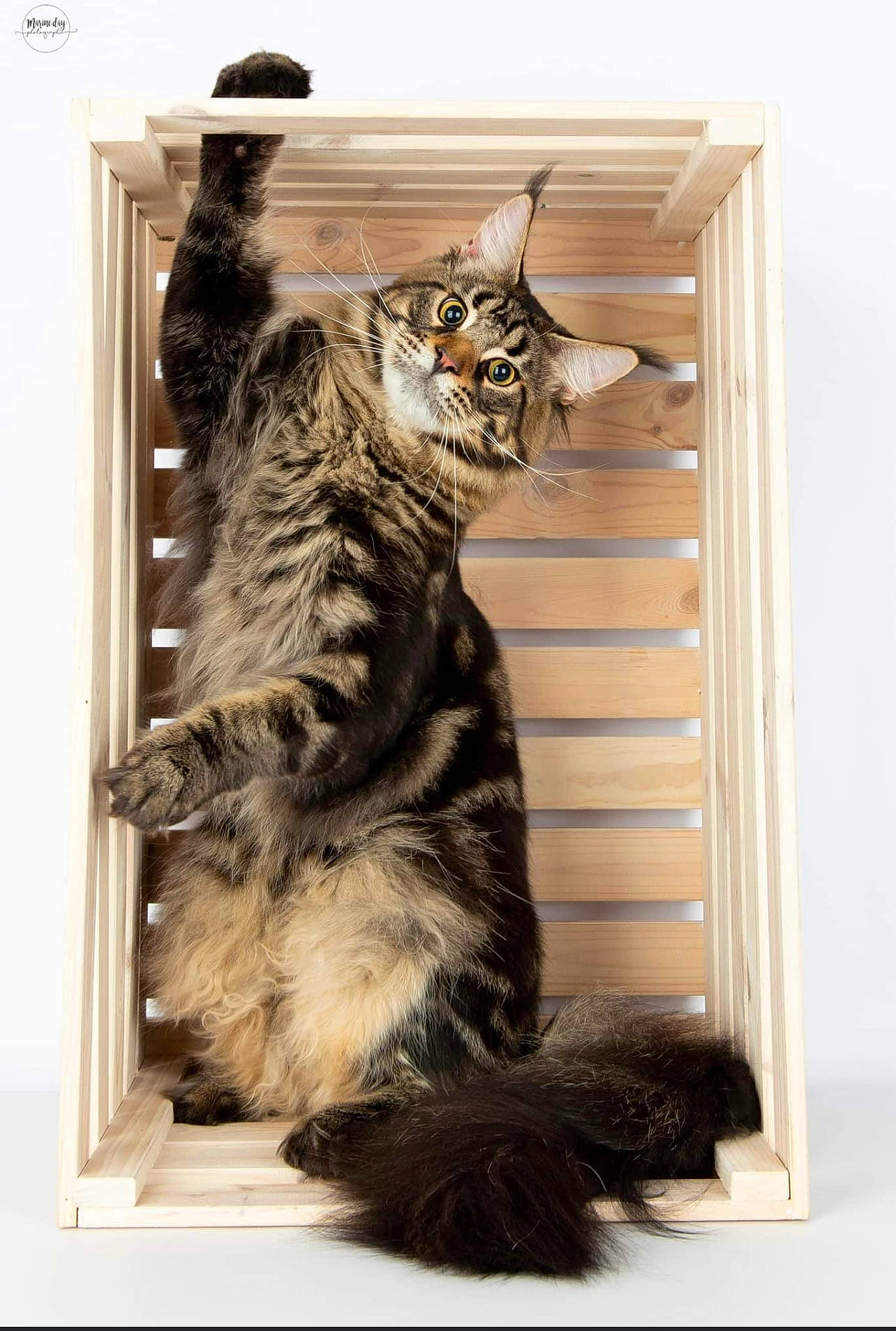 Radja participe au concours pour gagner de l'argent avec cette photo : carnivore, cat, claw, domestic_short_haired_cat, felidae, fur, metal, paw, rectangle, small_to_medium_sized_cats, snout, tail, terrestrial_animal, whiskers, wildlife, window, wood