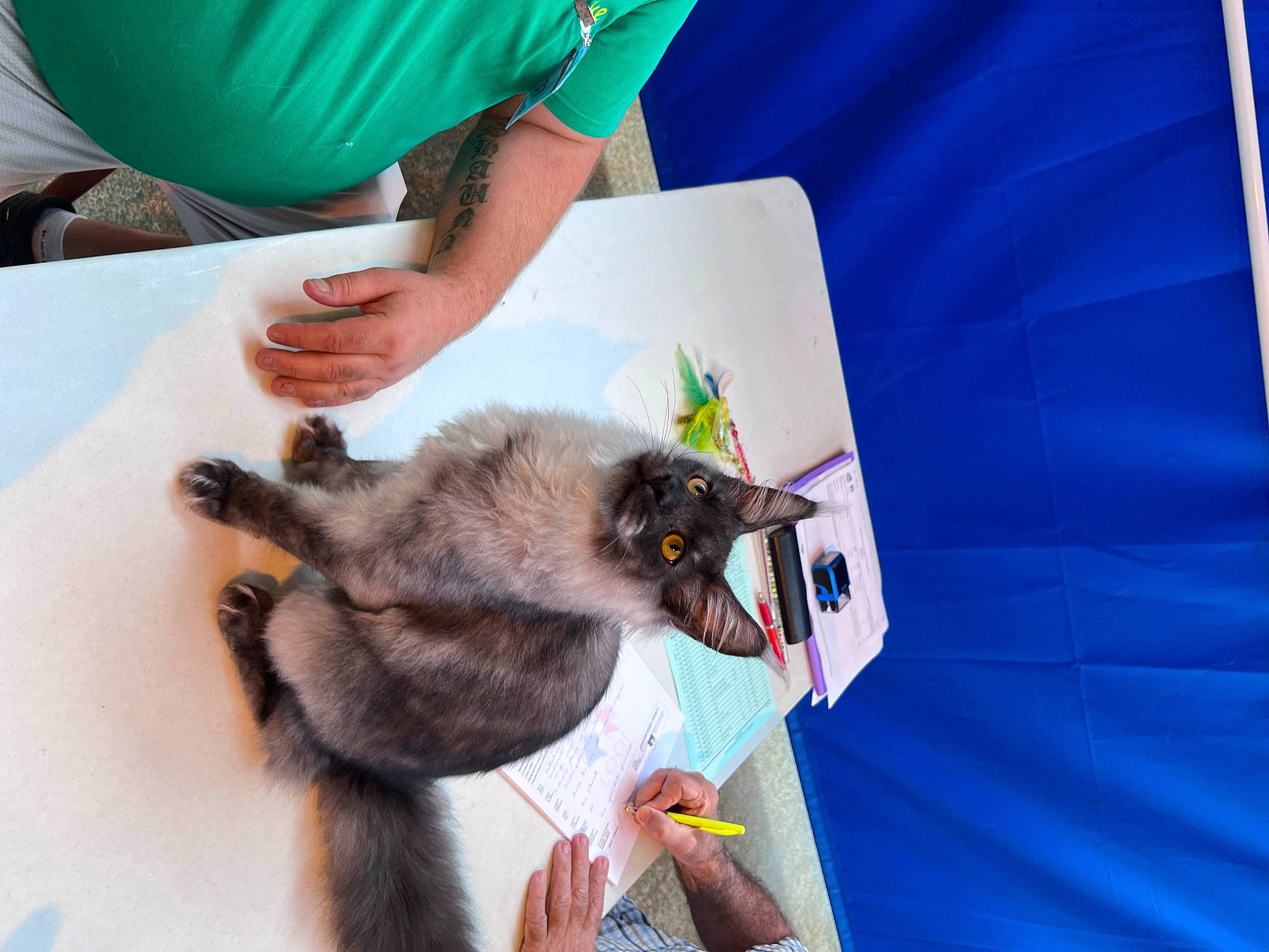 Tyson Mumu Babys Coon