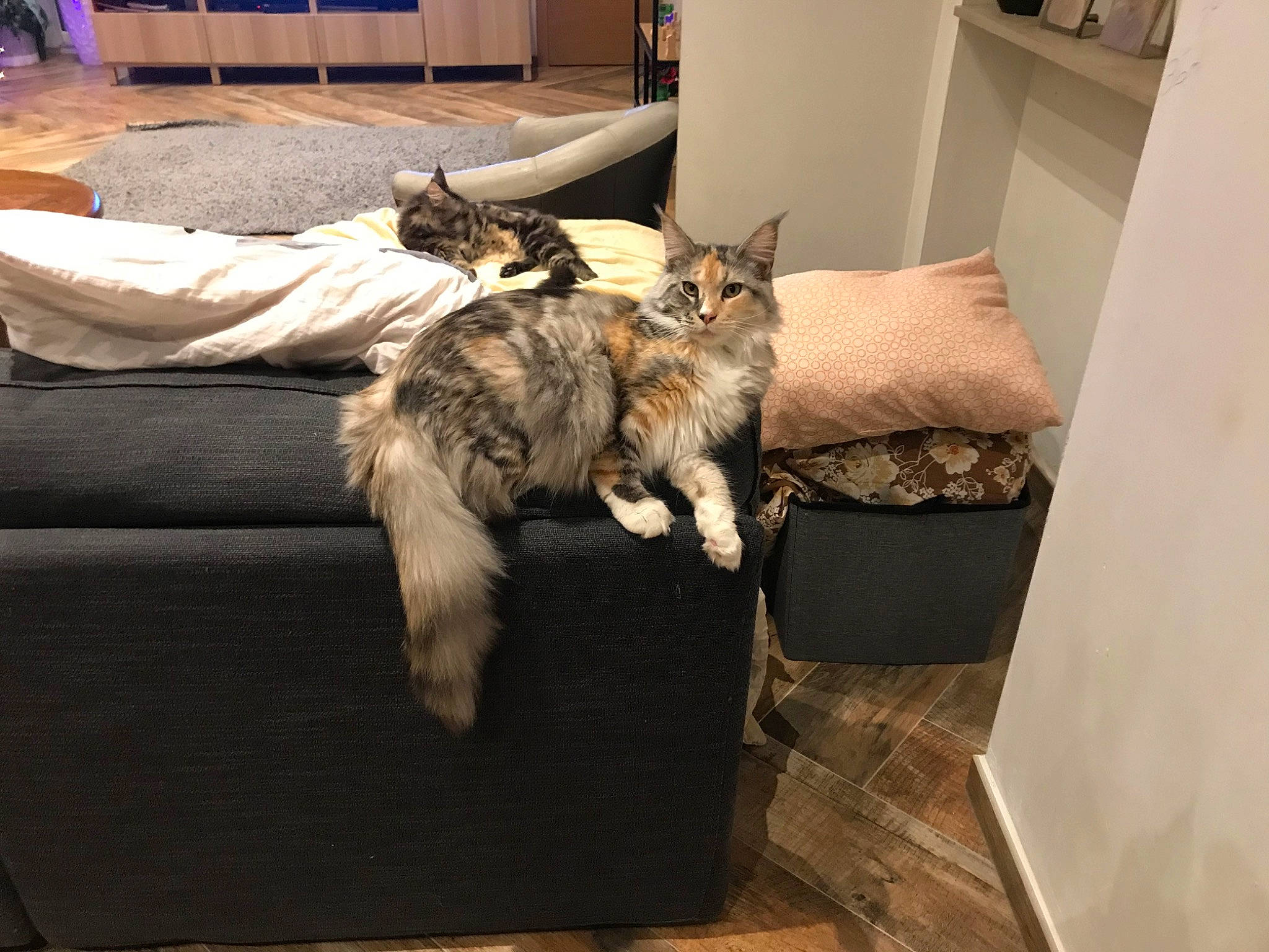 Prada a rejoint le concours — aidez-le/la à gagner de superbes lots ! cabinetry, carnivore, cat, couch, felidae, floor, flooring, fur, home, interior_design, living_room, room, small_to_medium_sized_cats, sofa_bed, studio_couch, tail, vertebrate, whiskers