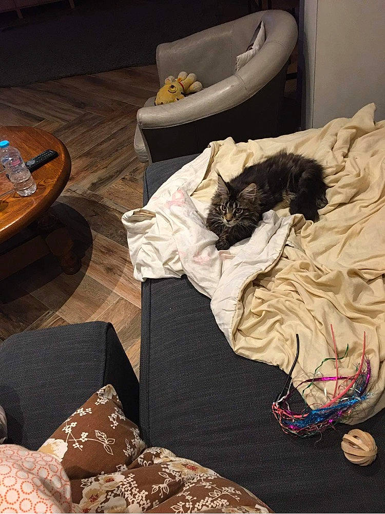 Radja participe au concours pour gagner de l'argent avec cette photo : carnivore, cat, cat_bed, coffee_table, couch, felidae, living_room, outdoor_furniture, small_to_medium_sized_cats