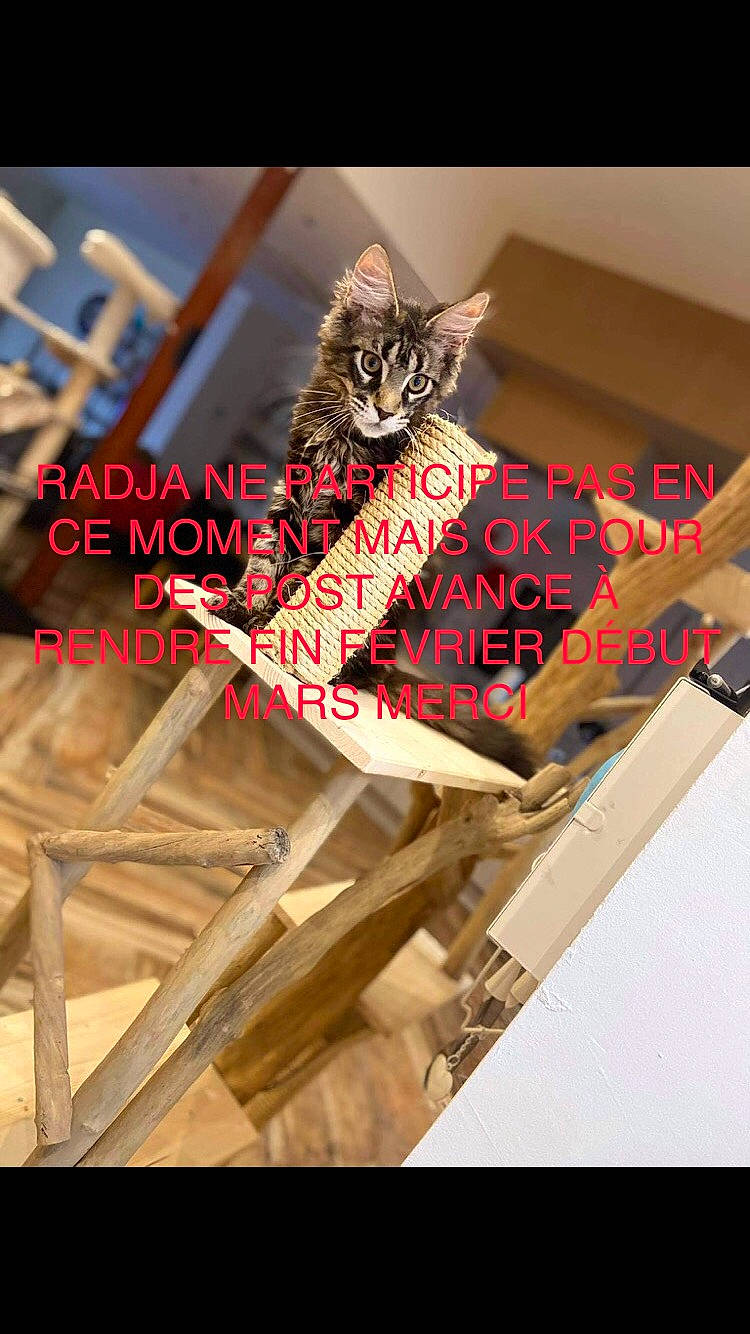 Radja a rejoint le concours — aidez-le/la à gagner de superbes lots ! art, carmine, cat, fashion_accessory, font, graphic_design, metal, paper, paper_product, pattern, triangle, twig, vehicle, visual_arts, wing, wood