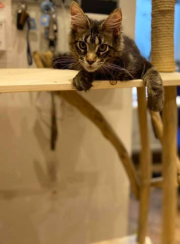 Radja participe au concours pour gagner de l'argent avec cette photo : carnivore, cat, cat_supply, domestic_short_haired_cat, felidae, fur, kitten, pet_supply, small_to_medium_sized_cats, tabby_cat, tail, vertebrate, whiskers