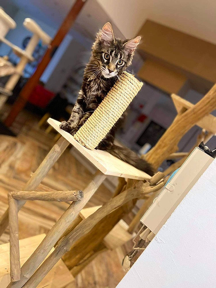 Radja participe au concours pour gagner de l'argent avec cette photo : carnivore, cat, felidae, fur, lumber, small_to_medium_sized_cats, whiskers