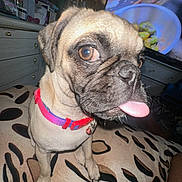 Princess is registered to the contest to win money with this photo: animal, blanket, close_up, collar, companion, cute, dog, domestic, drawer, food_on_tv, furniture, indoor, light_reflection, mammal, patterned_blanket, pet, playful, pug, television, tongue_out