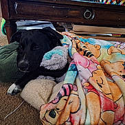 Olive joined the competition — help win amazing prizes! dog, black_dog, blanket, winnie_the_pooh, plush_toy, pillow, carpet, wooden_furniture, indoor, resting, cozy, pet, animal, comfort, home, relaxing, fur, paw, snuggled, toy