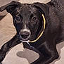 Olive is registered to the contest to win money with this photo: dog, black_dog, pet, animal, collar, lying_down, looking_up, indoor, shadow, close_up, fur, snout, ears, floor, curious, canine, domestic_animal, companion, portrait, friendly