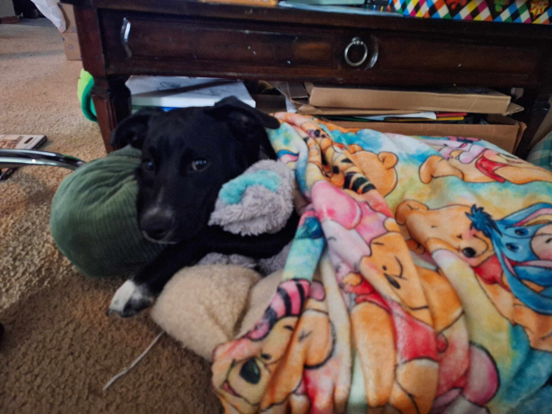 Olive joined the competition — help win amazing prizes! dog, black_dog, blanket, winnie_the_pooh, carpet, indoor, furniture, wooden_table, cozy, resting, stuffed_toy, colorful, animal, pet, household, comfort, snuggled, relaxing, paw, living_room