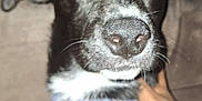 Olive is registered to the contest to win money with this photo: dog, black_and_white, collar, close_up, indoor, couch, hand, pet, animal, red_eye, blurry, fur, ears, nose, whiskers, background, two_dogs, domestic, canine, portrait