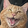 cat, ginger_cat, open_mouth, teeth, whiskers, fur, close_up, animal, pet, cute, face, ears, eyes, indoor, expression, feline, mammal, portrait, happy, car_seat