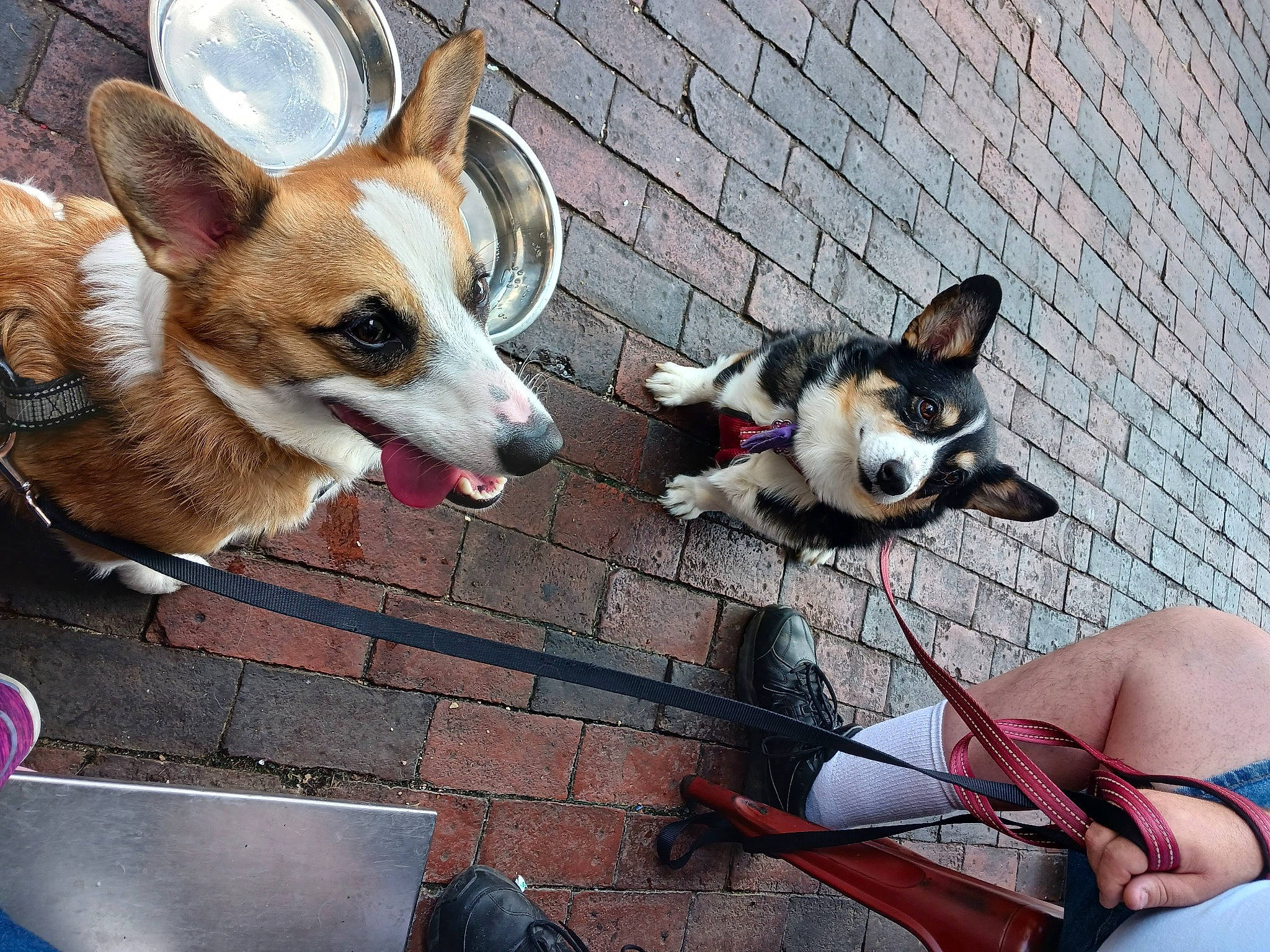 Gemma is registered to the contest to win money with this photo: ancient_dog_breeds, canidae, carnivore, collar, companion_dog, dog, dog_breed, dog_collar, dog_supply, fawn, flooring, fur, leash, pet_supply, snout, sporting_group, tail, terrestrial_animal, toy_dog, working_animal