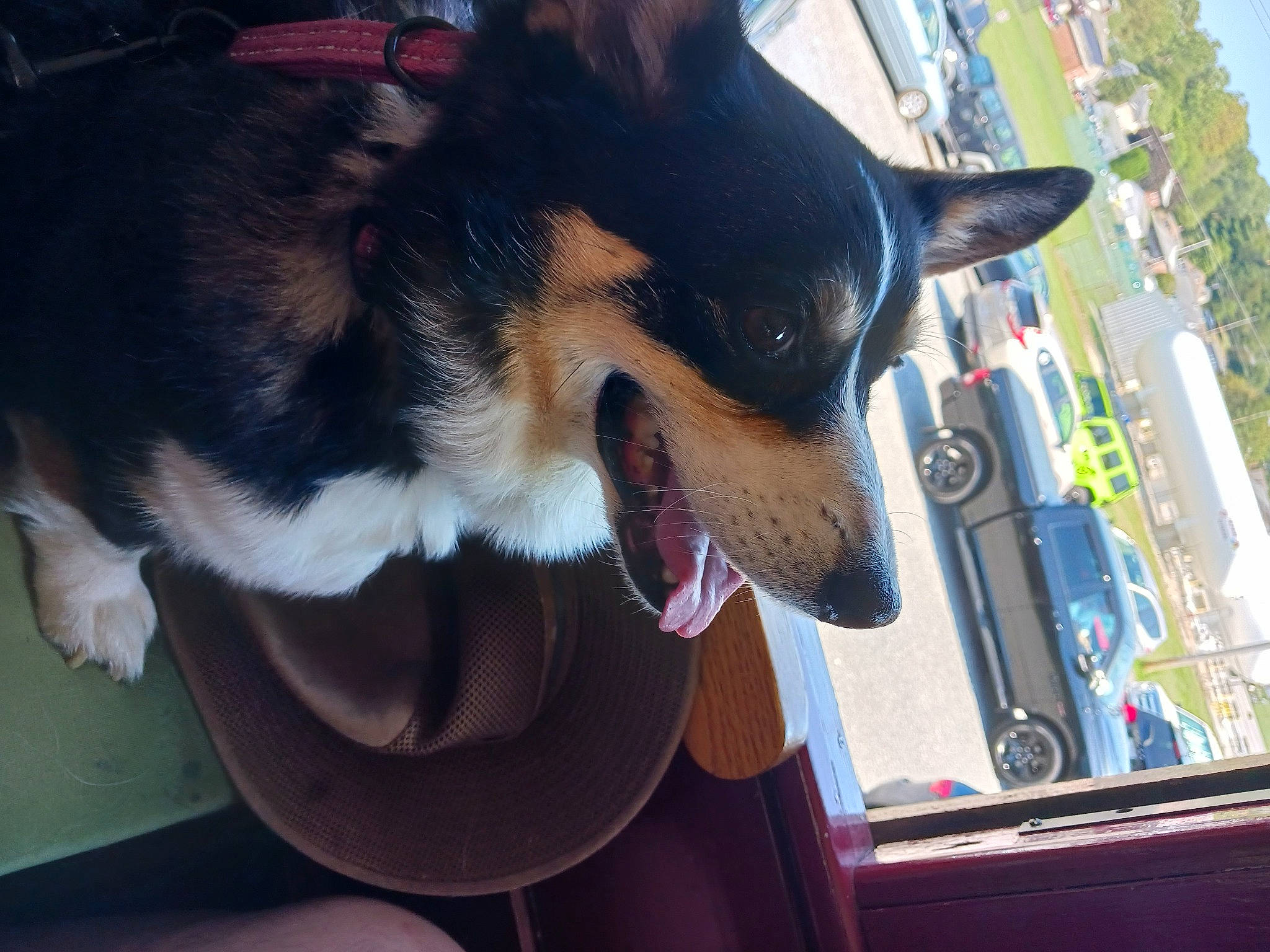 Gemma is registered to the contest to win money with this photo: canidae, carnivore, collar, companion_dog, dog, dog_breed, dog_collar, dog_supply, fashion_accessory, fur, guard_dog, herding_dog, leash, plant, snout, sporting_group, whiskers, window, working_animal, working_dog