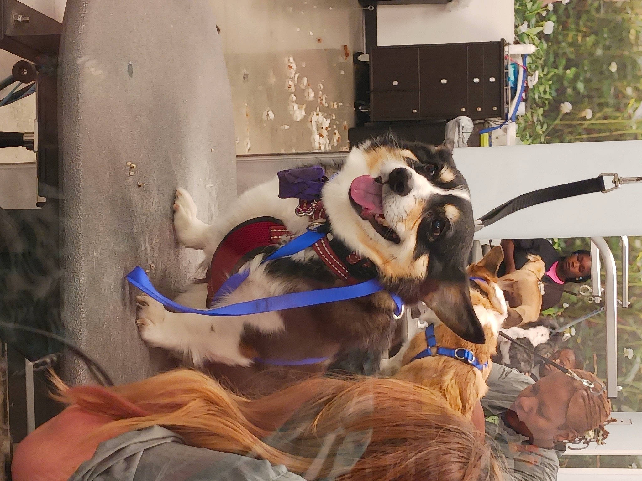 Gemma is registered to the contest to win money with this photo: canidae, carnivore, collar, companion_dog, costume, dog, dog_breed, dog_supply, event, fawn, fur, leash, non_sporting_group, pack_animal, plant, snout, sporting_group, working_animal