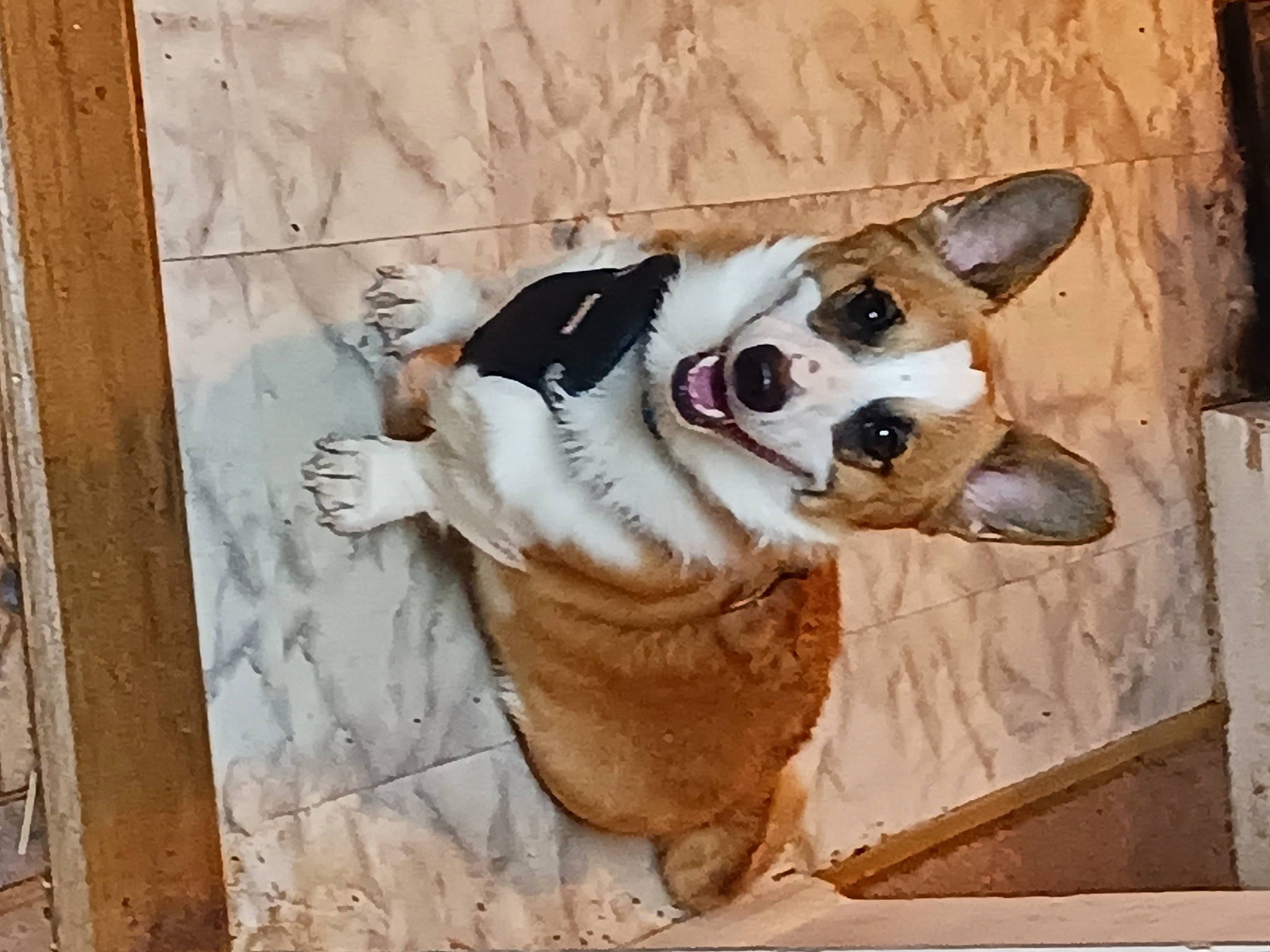 Giorgio is registered to the contest to win money with this photo: canidae, carnivore, collar, companion_dog, dog, dog_breed, dog_collar, dog_supply, door, eyewear, fawn, leash, paw, pet_supply, sporting_group, toy_dog, vision_care, whiskers, wood, working_animal