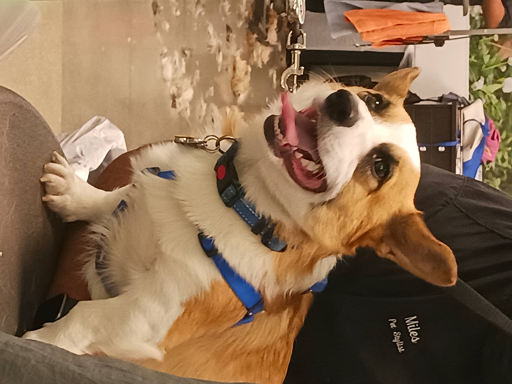 Giorgio joined the competition — help win amazing prizes! bear, canidae, carnivore, companion_dog, dog_breed, eyewear, fang, fawn, felidae, fur, fur_clothing, jaw, mascot, personal_protective_equipment, recreation, selfie, small_to_medium_sized_cats, snout, sporting_group, whiskers