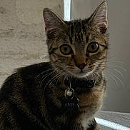 Arès a rejoint le concours — aidez-le/la à gagner de superbes lots ! cat, tabby_cat, kitten, pet, animal, feline, portrait, sitting, indoors, collar, name_tag, bell, whiskers, ears, brown_fur, striped_fur, green_eyes, staring, close_up, domestic_animal