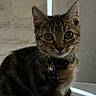 cat, tabby_cat, kitten, pet, animal, feline, portrait, sitting, indoors, collar, name_tag, bell, whiskers, ears, brown_fur, striped_fur, green_eyes, staring, close_up, domestic_animal