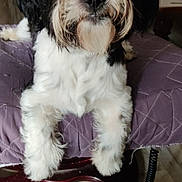 Olaf participe au concours pour gagner de l'argent avec cette photo : dog, black_and_white, fluffy, pet, indoor, cushion, quilted, furniture, wooden_chair, heart_shaped_cutout, floor, fur, cute, animal, domestic, companion, resting, closeup, looking, living_room