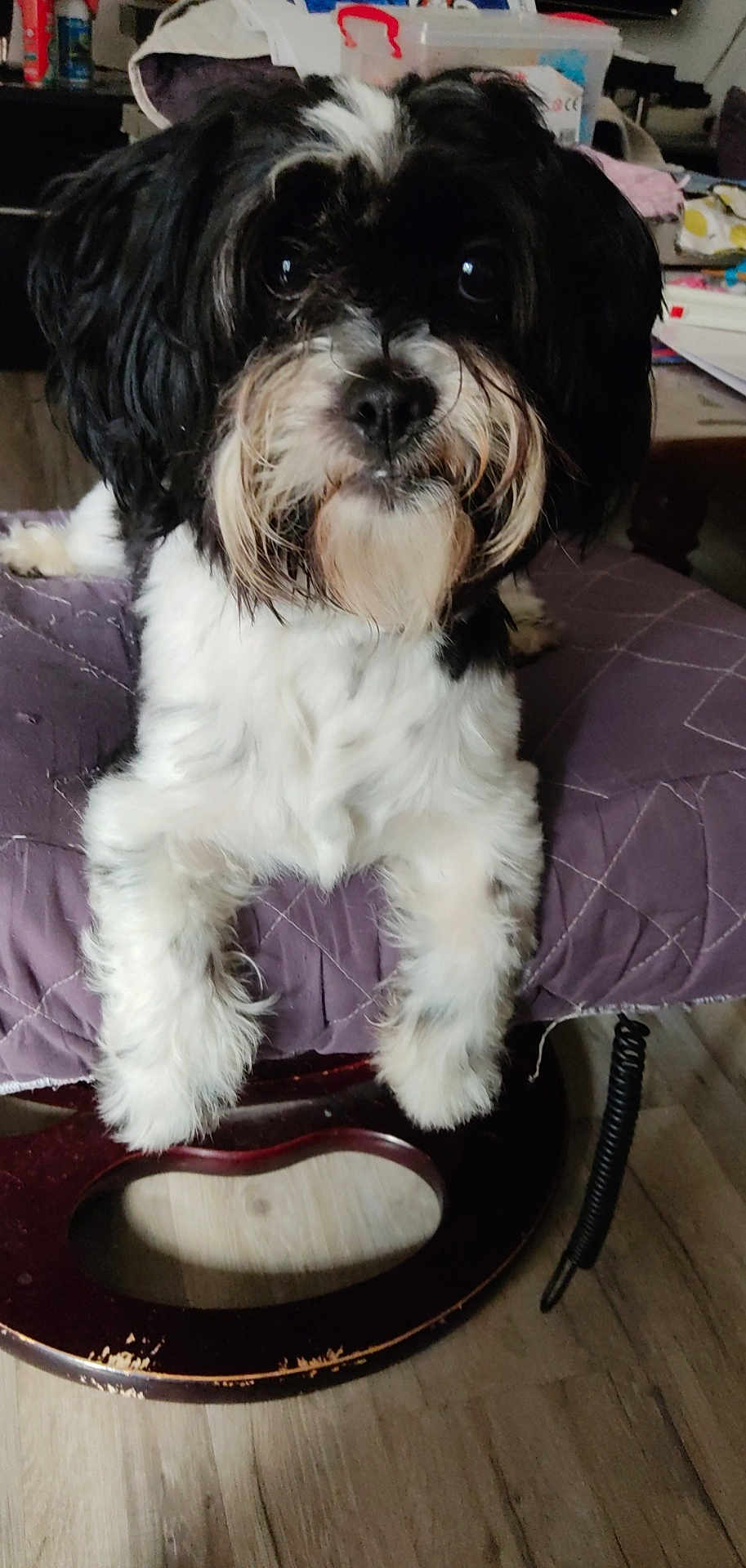 Olaf participe au concours pour gagner de l'argent avec cette photo : dog, black_and_white, fluffy, pet, indoor, cushion, quilted, furniture, wooden_chair, heart_shaped_cutout, floor, fur, cute, animal, domestic, companion, resting, closeup, looking, living_room