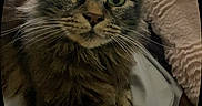 Kronka is registered to the contest to win money with this photo: animal, cat, close_up, cozy, cute, domestic_cat, face, feline, fur, green_eyes, indoor, looking, mammal, pet, portrait, relaxed, soft_lighting, tabby, texture, whiskers