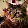 Kronka joined the competition — help win amazing prizes! animal, blurred_background, cat, close_up, companion, cozy, cute, domestic_animal, feline, fur, green_eyes, household, indoor, mammal, pet, portrait, resting, soft_light, tabby, whiskers