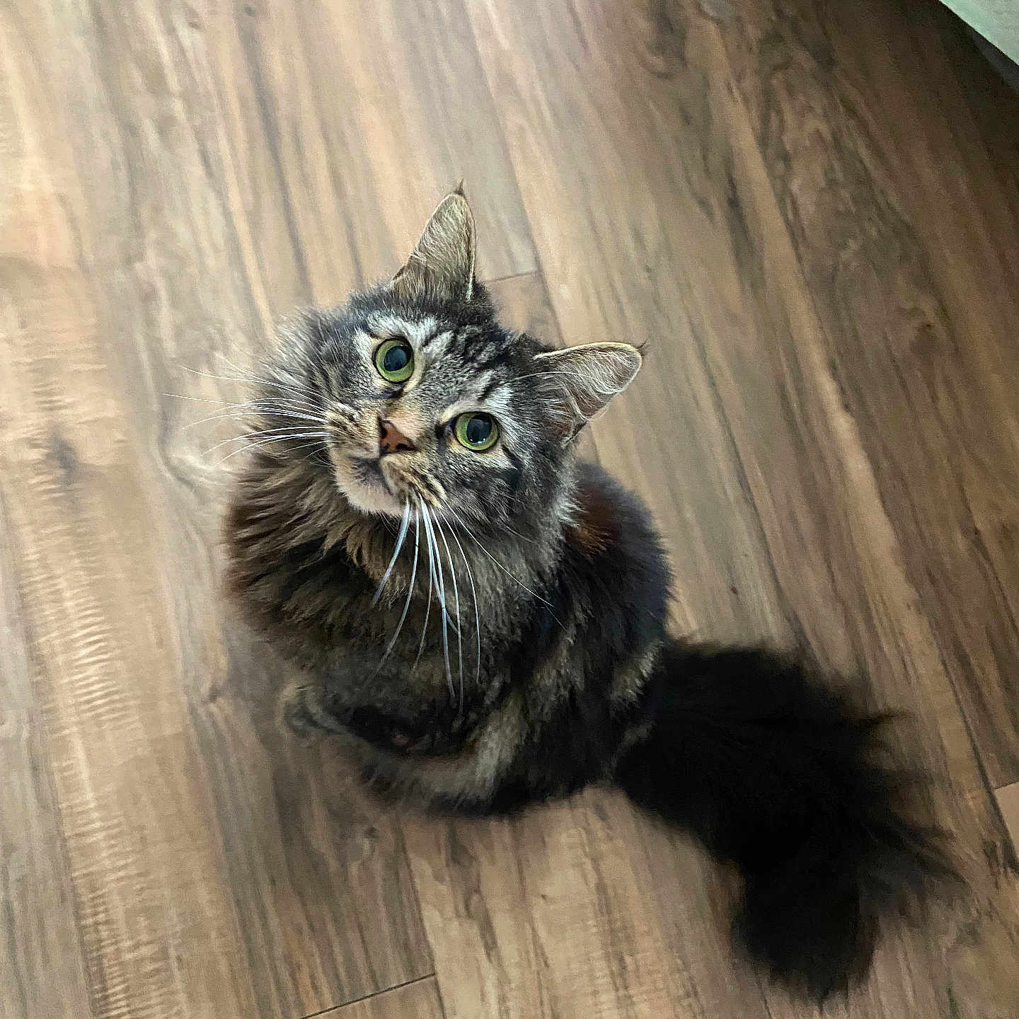 Kronka is registered to the contest to win money with this photo: adorable, alert, animal, cat, companion, cute, domestic, feline, fluffy, fur, green_eyes, household, indoor, looking_up, pet, sitting, tabby, tail, whiskers, wooden_floor