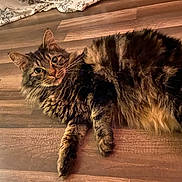 Kronka is registered to the contest to win money with this photo: animal, cat, cozy, curious, domestic, ears, feline, fluffy, fur, home, indoor, looking, lying_down, mammal, pet, portrait, relaxed, tabby, whiskers, wooden_floor