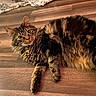animal, cat, cozy, curious, domestic, ears, feline, fluffy, fur, home, indoor, looking, lying_down, mammal, pet, portrait, relaxed, tabby, whiskers, wooden_floor