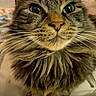 Kronka is registered to the contest to win money with this photo: animal, background_blur, cat, close_up, curious, cute, domestic, face, feline, fluffy, fur, green_eyes, indoor, long_hair, mammal, pet, portrait, soft_lighting, tabby, whiskers