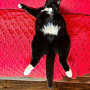 Tucker is registered to the contest to win money with this photo: cat, black_cat, white_paws, white_belly, lying_down, relaxed, couch, red_blanket, knitted_texture, indoor, pet, sleeping, stretched_legs, tail, feline, cozy, home, wooden_floor, comfort, resting