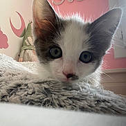Mira a rejoint le concours — aidez-le/la à gagner de superbes lots ! kitten, cat, closeup, blue_eyes, fluffy, blanket, indoor, pink_wall, decor, moon, stars, love_sign, curious, pet, feline, young_animal, resting, soft_texture, cute, cozy