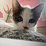 kitten, cat, closeup, blue_eyes, fluffy, blanket, indoor, pink_wall, decor, moon, stars, love_sign, curious, pet, feline, young_animal, resting, soft_texture, cute, cozy